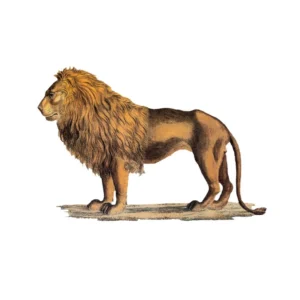 Bar icon lelion